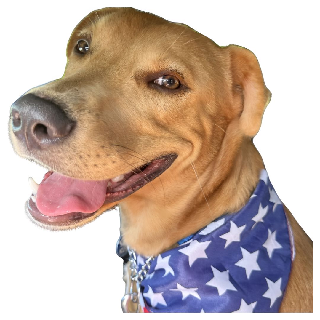 Hooper the Greeter